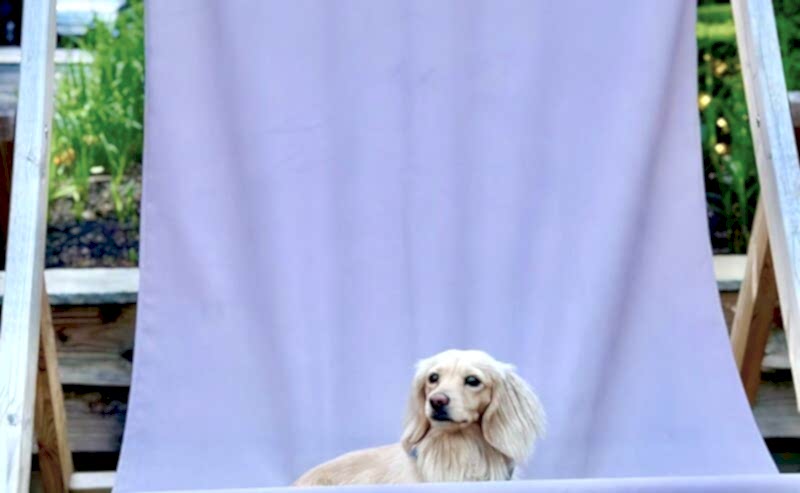 Hurley House - A small, light-colored dog sits on a giant purple deck chair with Hurley House Hotel written on it, outdoors on a stone patio with greenery in the background.